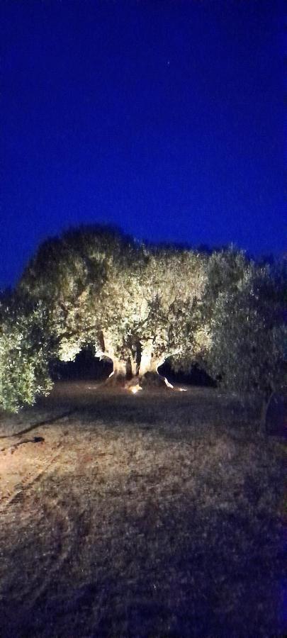 Agriturismo Il Vecchio Olivo Кастаньето-Кардуччи Экстерьер фото