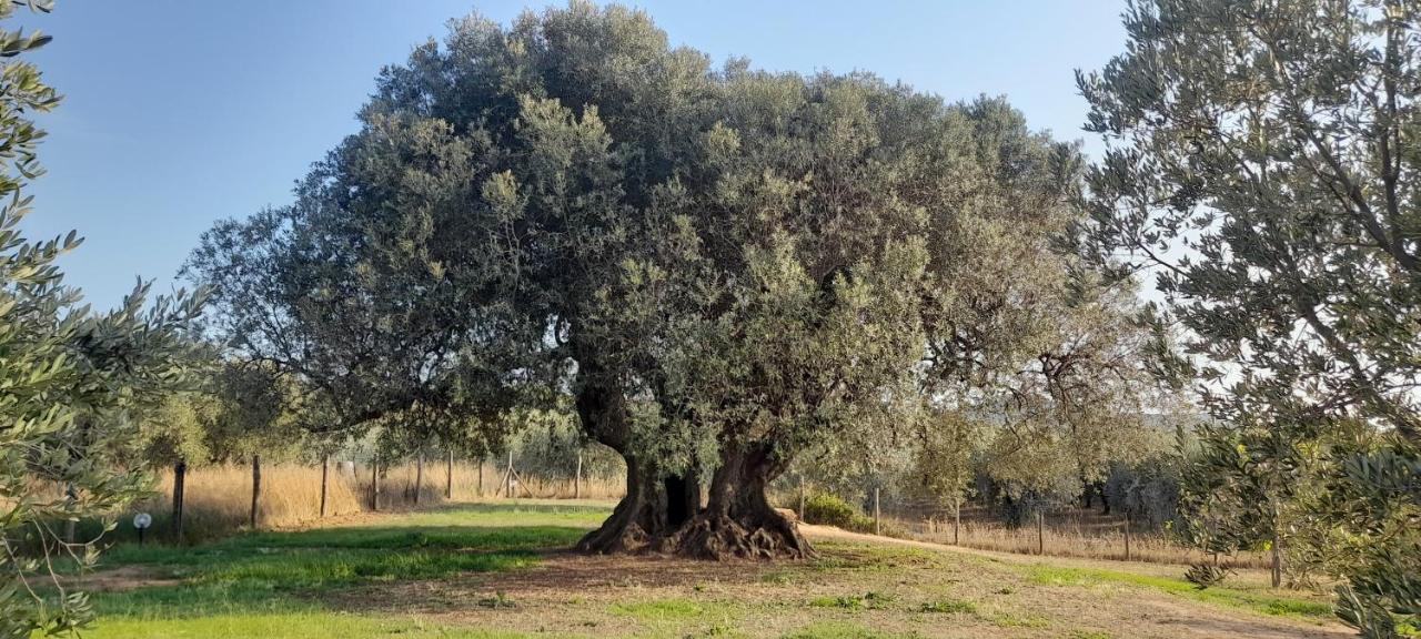 Agriturismo Il Vecchio Olivo Кастаньето-Кардуччи Экстерьер фото